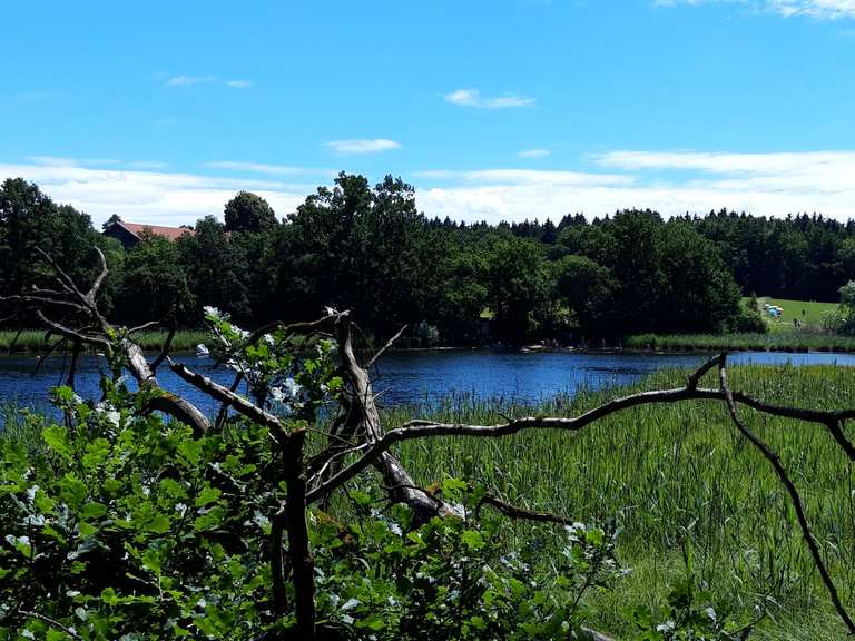 Buchsee, ein idyllischer Badesee mit Schilfgürtel Wanderungen und
