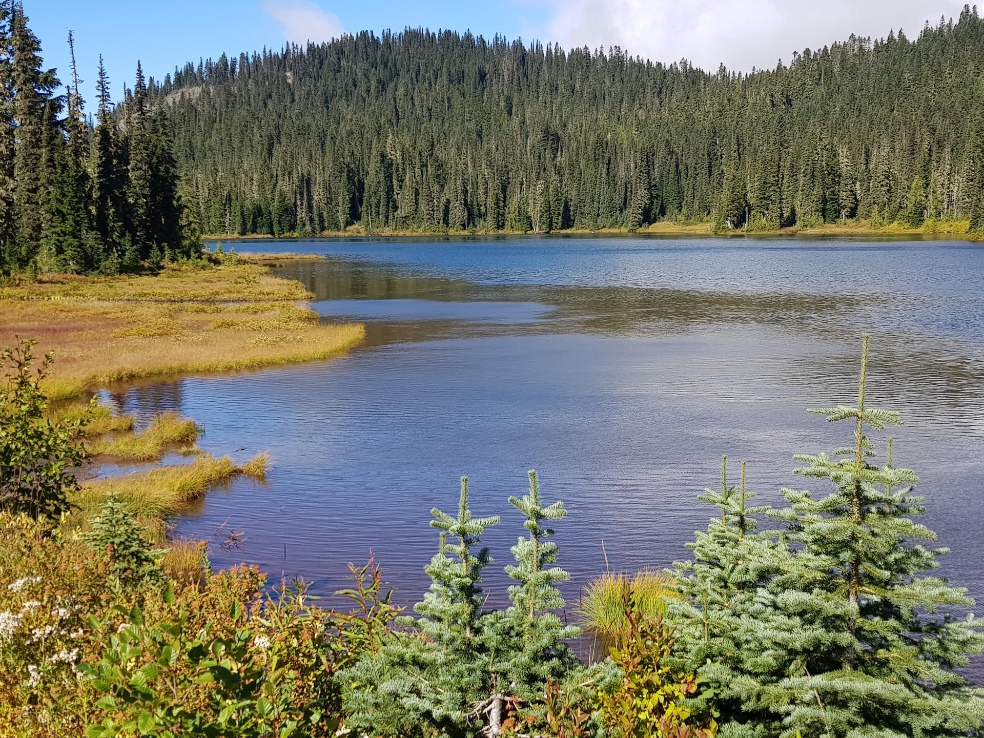 Calm lake surrounded by dense evergreen forest and golden marshland on a sunny day.