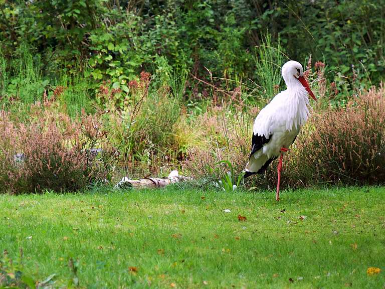 Botanischer Garten Niedersachsen, Deutschland