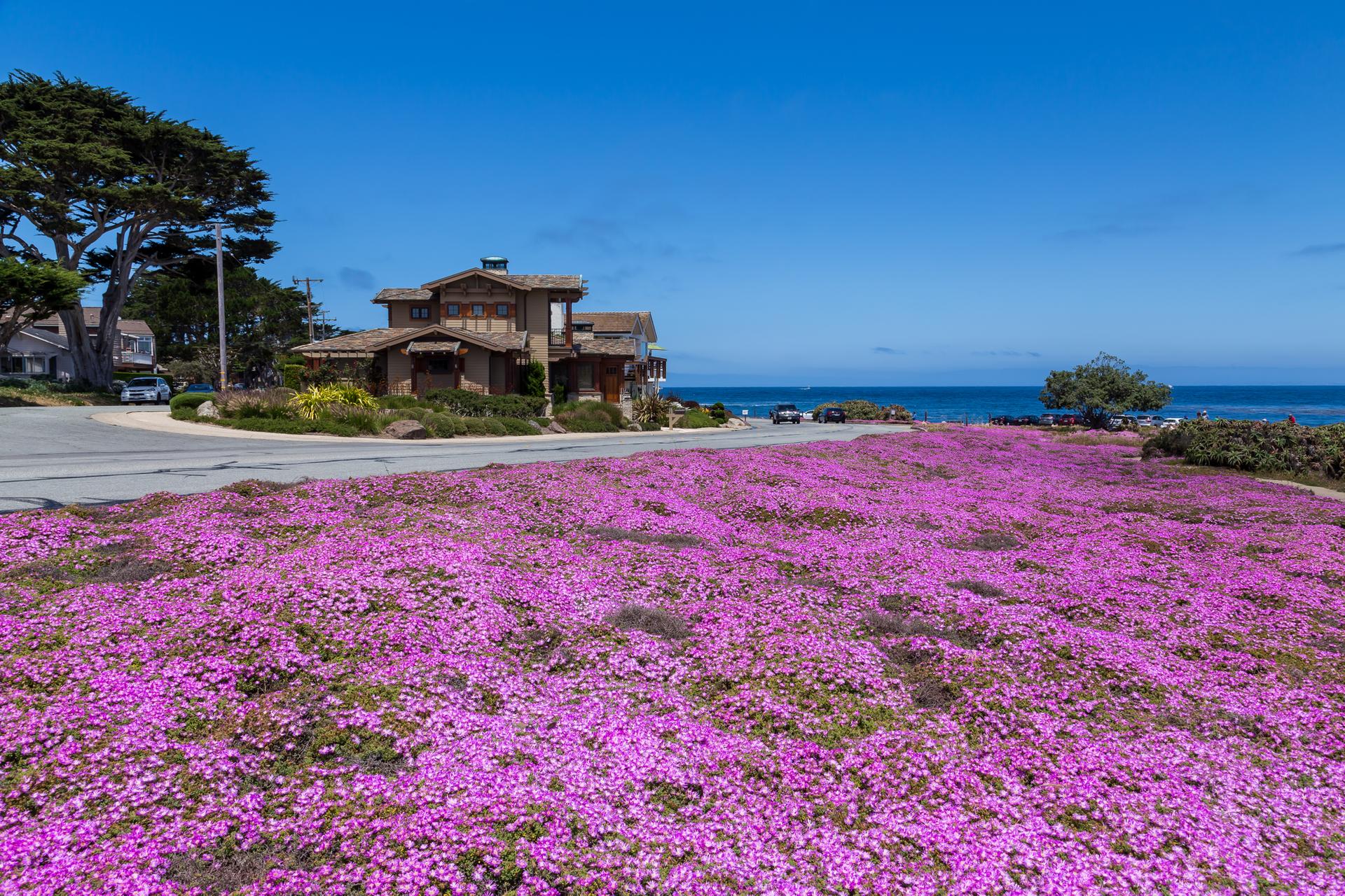 Bright coastal scene with vibrant purple flowers, a house, and the ocean.