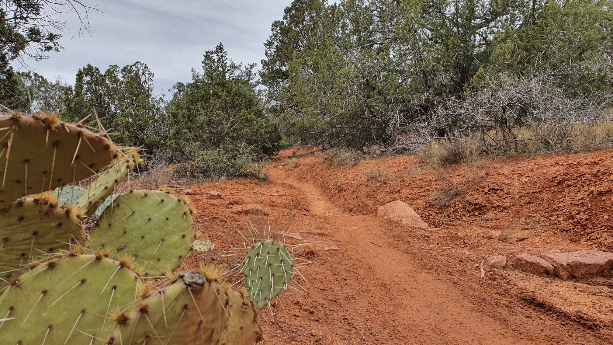 A narrow red dirt trail winds through desert plants, with a large cactus. - Old Post Trail (North Section) loop from Stutz Bearcat Dr (Golden Goose Amer. Grill)