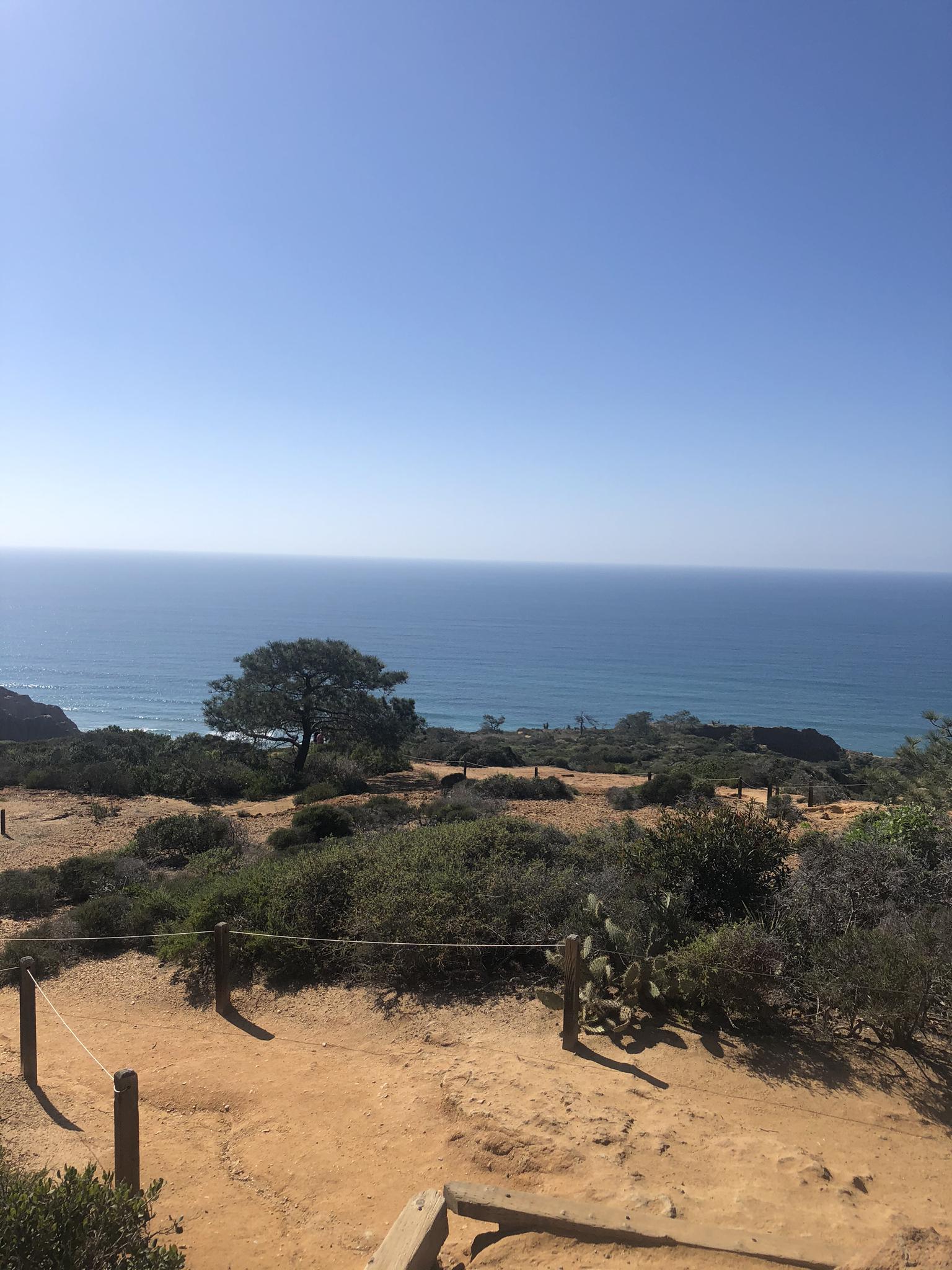 Sunny dirt path leading to a lone tree and vast blue ocean.