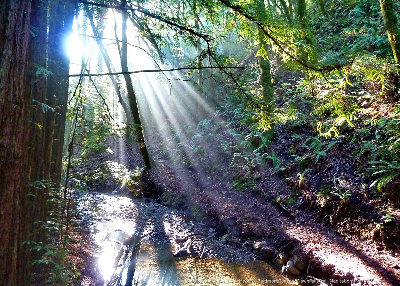 Dramatic sunbeams pierce through dense forest canopy onto a stream bed. - Dawn Falls and Hoo-Koo-E-Koo Loop