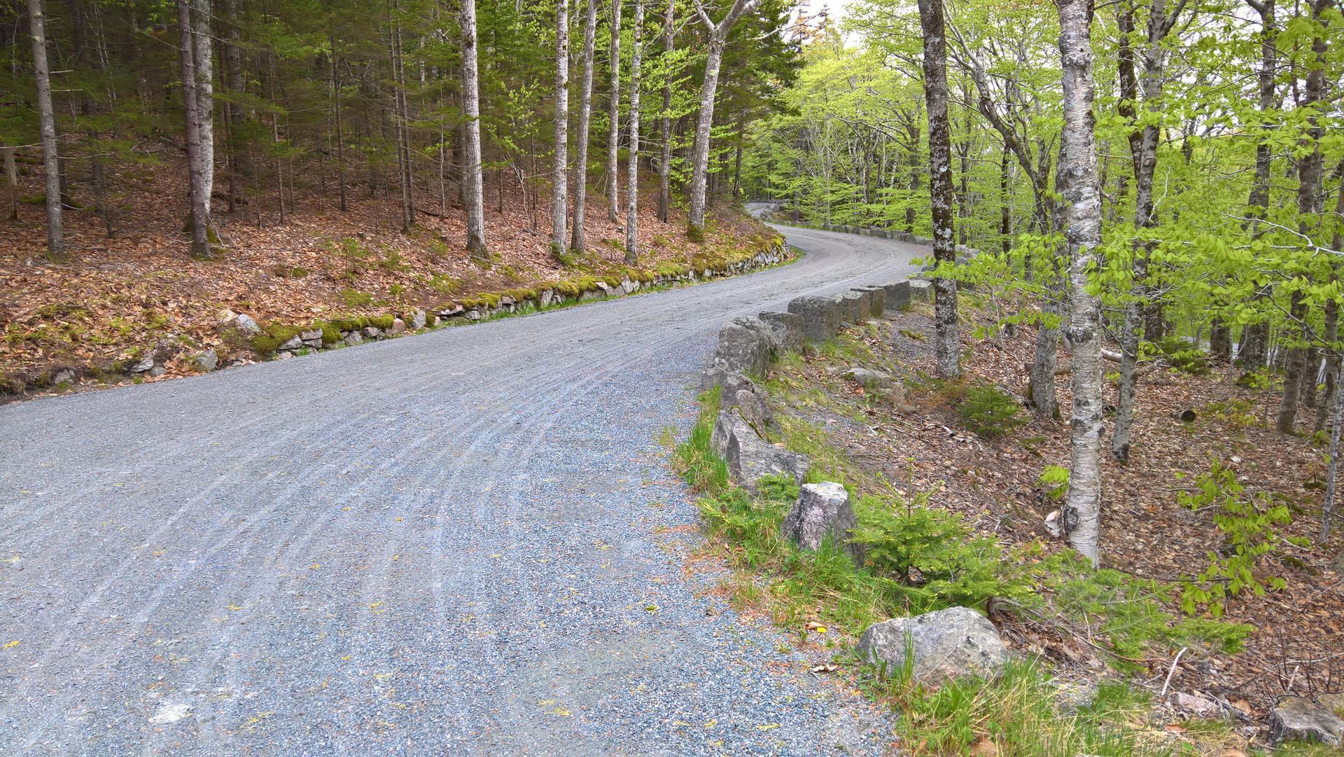 A winding gravel road through a dense, green forest under overcast skies.