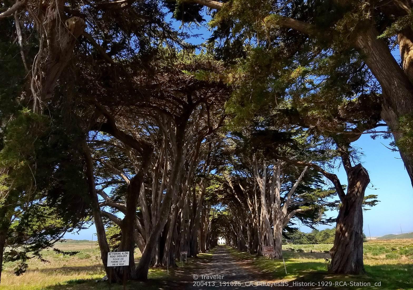 A long path shaded by an archway of dense, gnarled trees on a sunny day.
