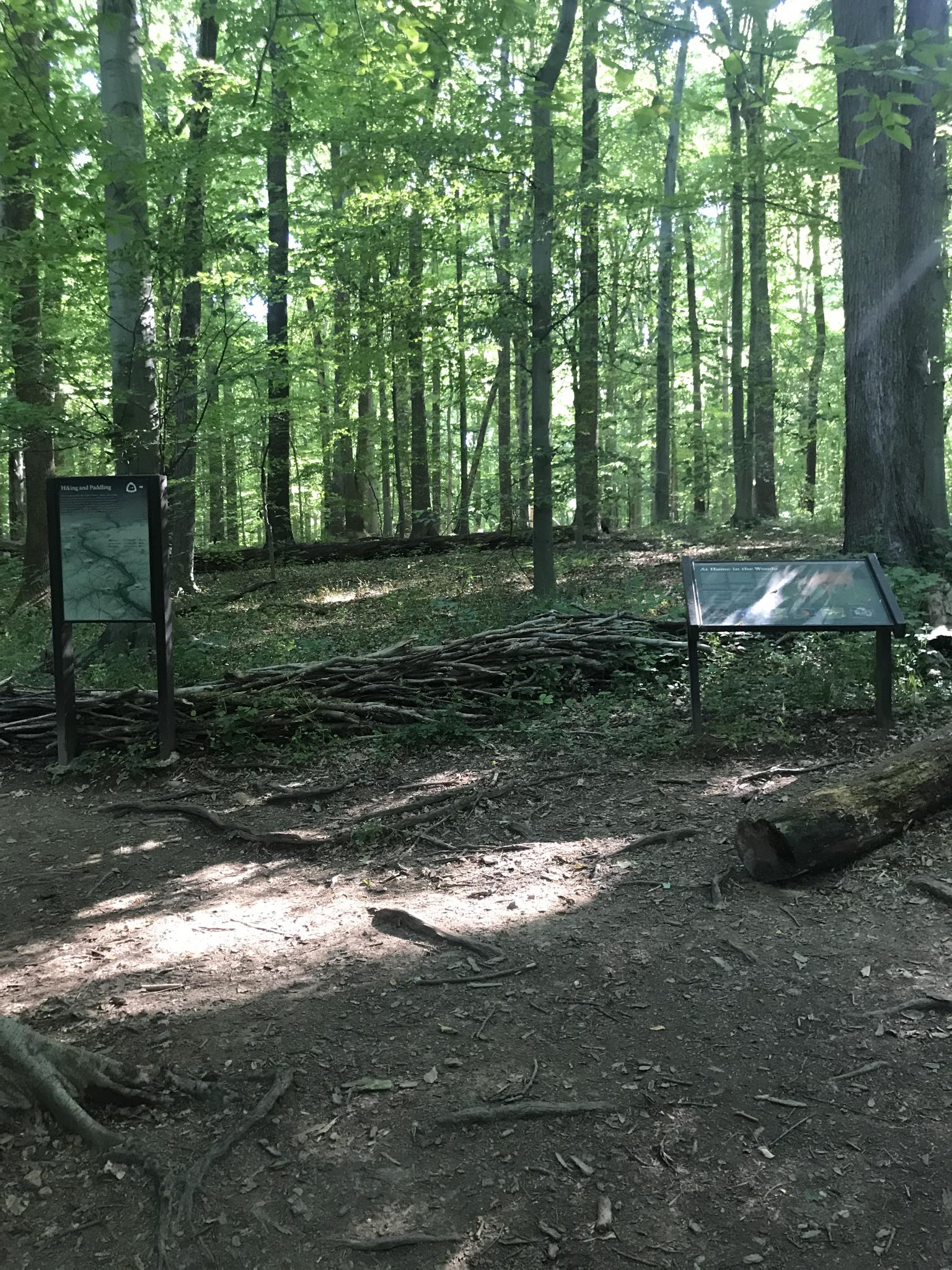 Two informational signs stand on a dirt path in a sunlit forest.