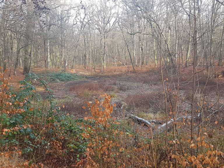 Düsterer Teich Wanderungen und Rundwege komoot