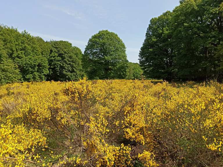 Ausblick über die Wahner Heide Rösrath, Rheinisch