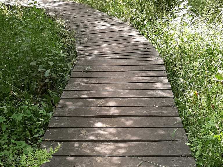 Houten brug de Wissel Limburg, Niederlande Wandertipps &amp; Fotos Komoot