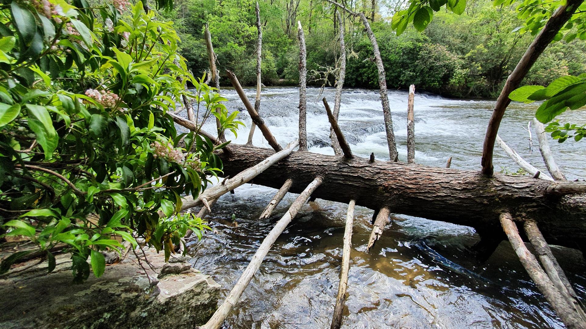 A large fallen log spans across a rushing river with green foliage.