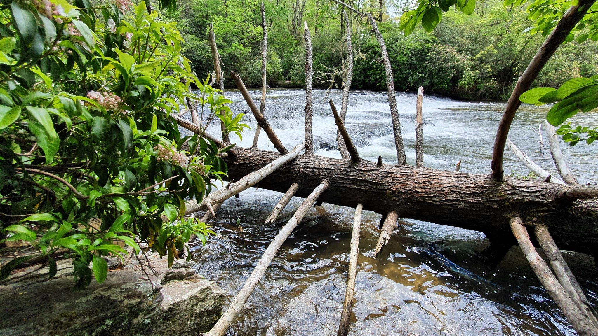 A large fallen log spans across a rushing river with green foliage. - South Country Club Road – Bunker Hill loop from Pisgah Forest Access