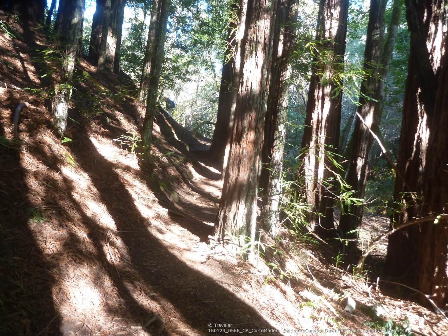 A sunlit forest path winds through tall trees on a steep, wooded hillside.