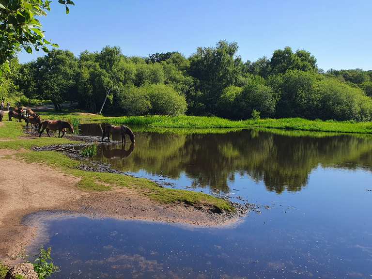 Little Bracebridge Pond, Sutton Park Routes for Walking and Hiking | Komoot
