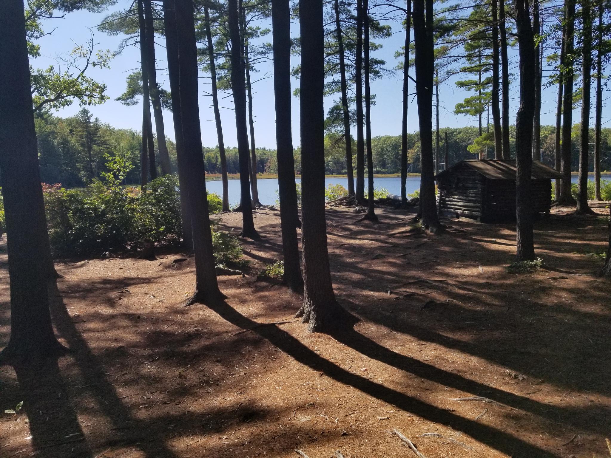 Tall pine trees frame a lake and a rustic cabin on a sunny day.
