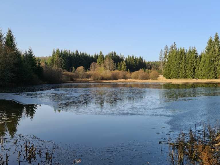 Schwarzer Teich Routes for Walking and Hiking Komoot