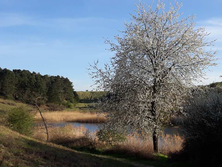 Giesener Teiche percorsi ciclabili Komoot