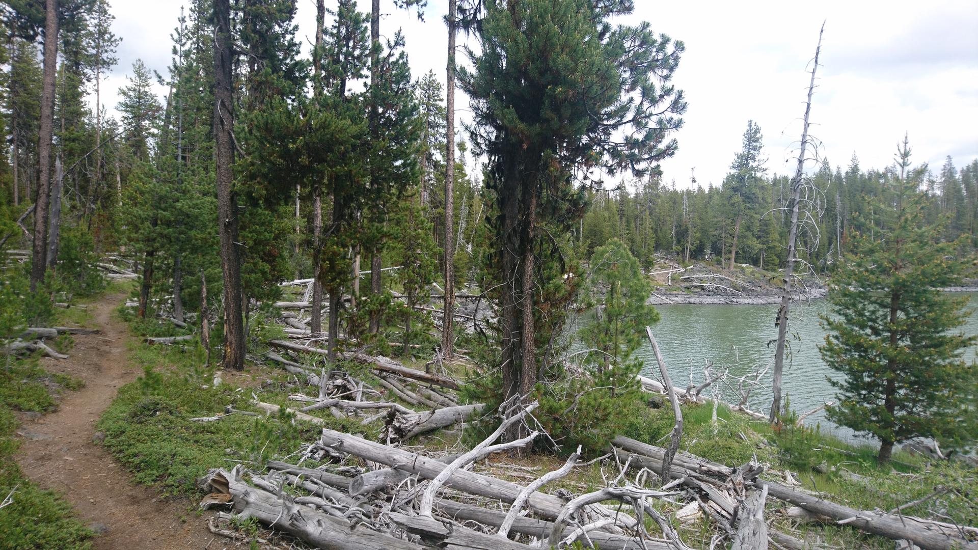 Dirt path winding by a lake with fallen logs and evergreen trees.