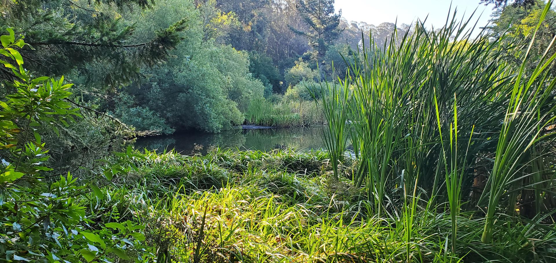 Pond surrounded by tall green reeds and lush trees in sunlight.