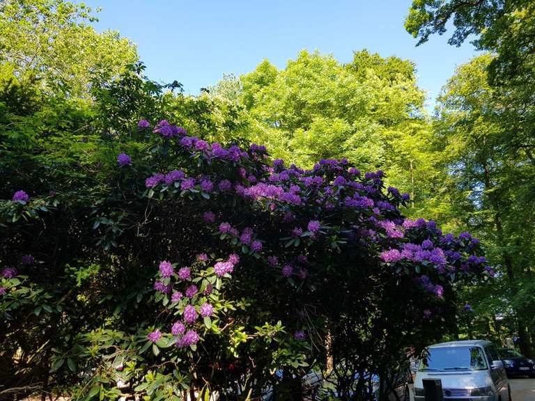 Rhododendron-Parkplatz  Wanderungen & Anfahrt | Komoot