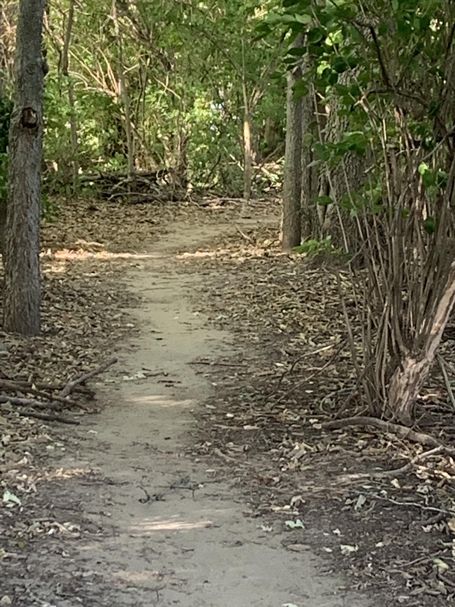 Narrow dirt path winding through a sun-dappled, leafy forest.