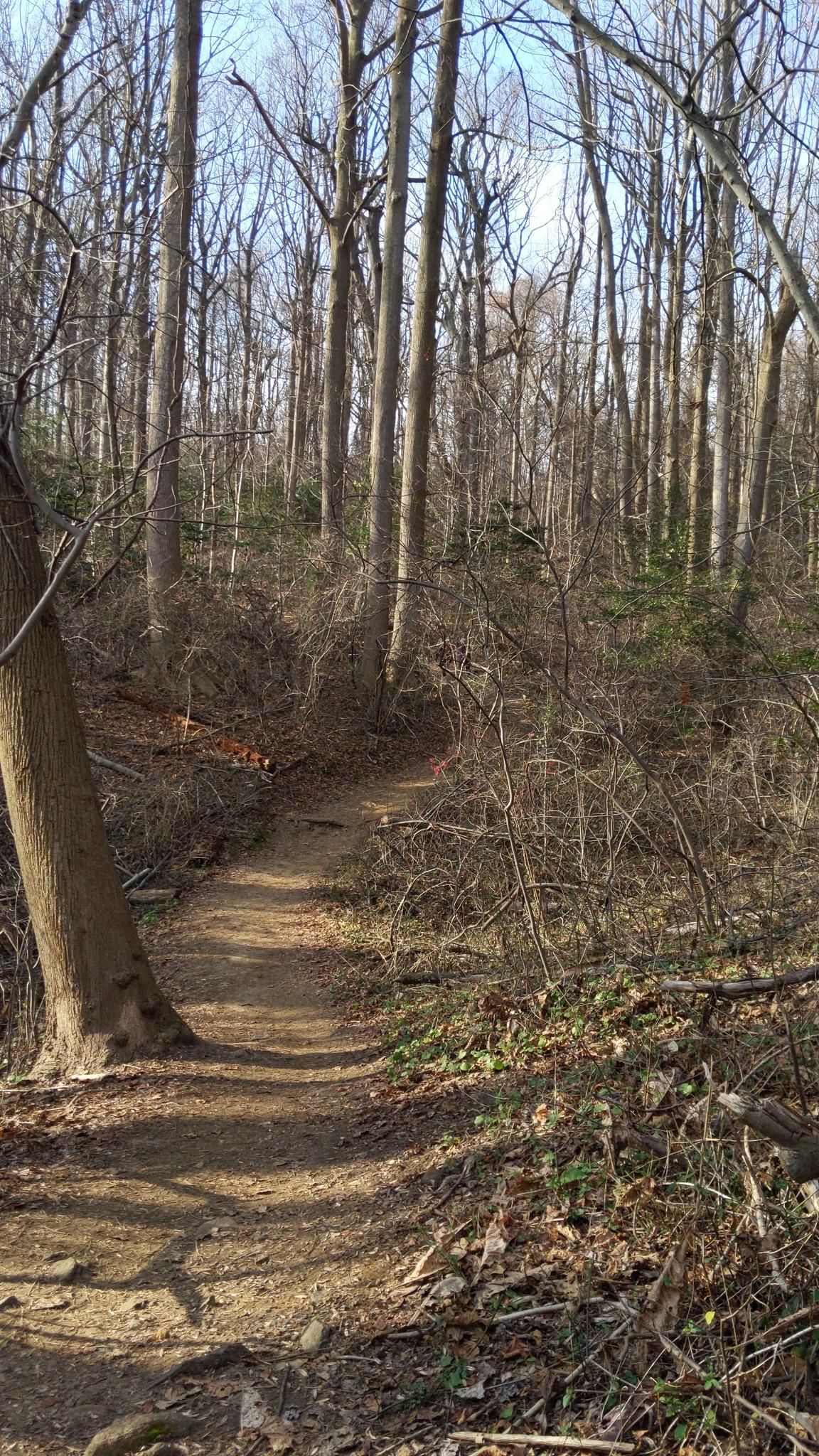 Winding dirt trail through a bare winter forest with tall trees.