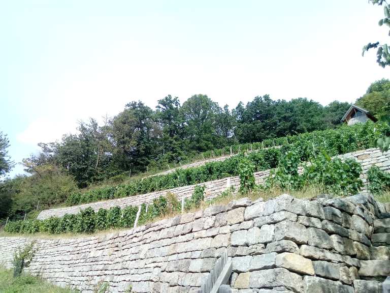 Geschichtsweinberg Iphofen Wandelroutes En Hikes Komoot