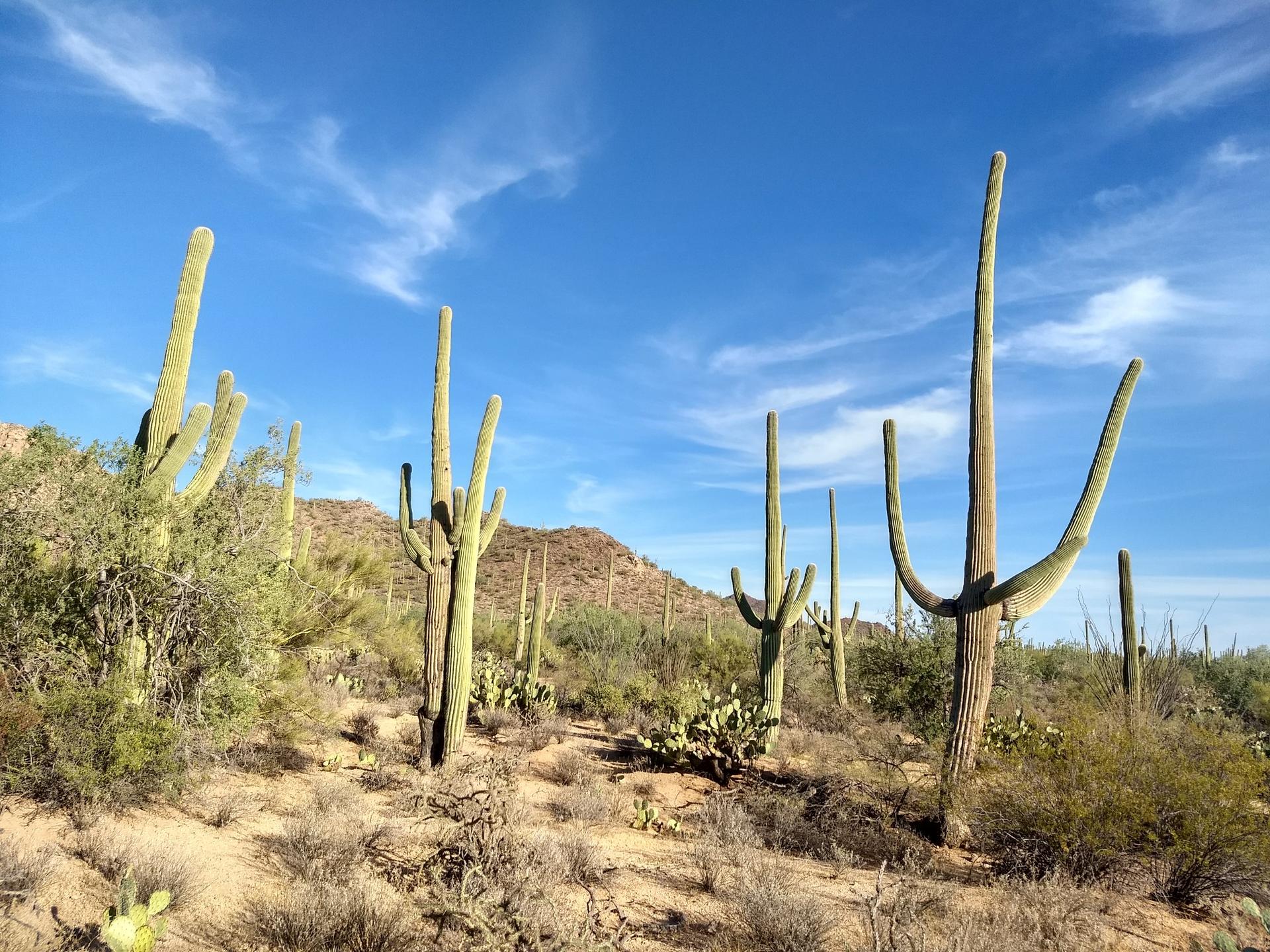 Several large saguaro cacti in a desert landscape under a partly cloudy sky.
