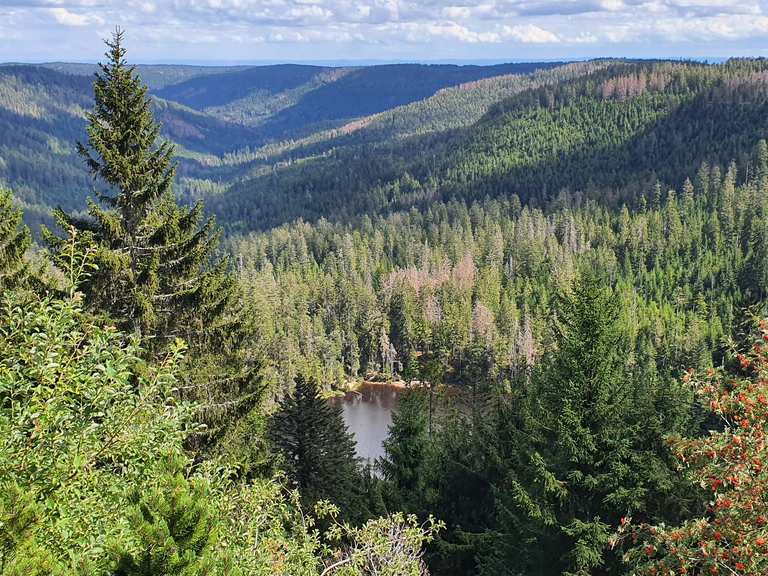 bannwald tour baiersbronn komoot