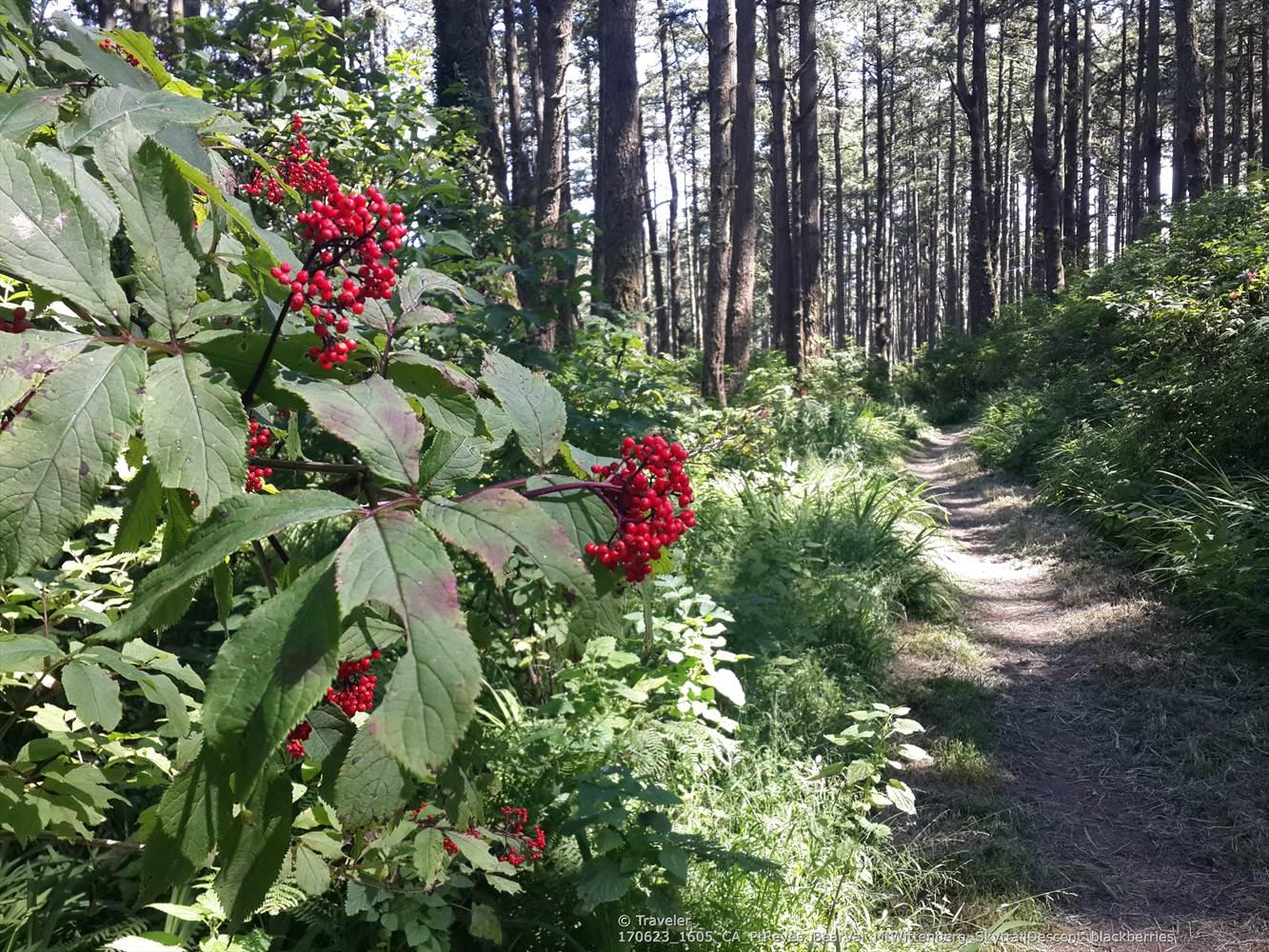 Red berries frame a sunlit forest path winding through tall trees.