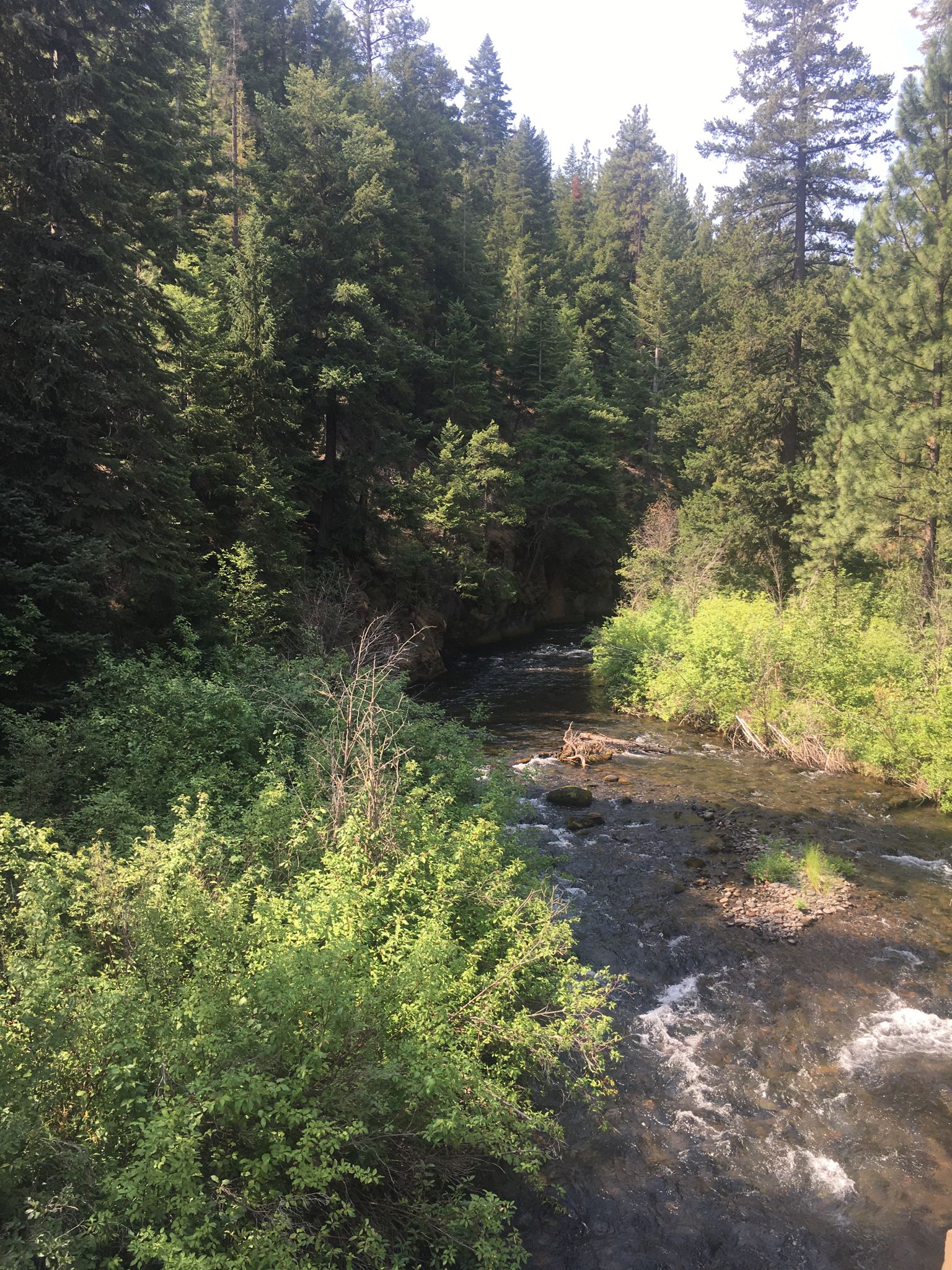 A clear river flows through a dense, sunlit evergreen forest. - Tumalo Creek loop from Outback Water Facility