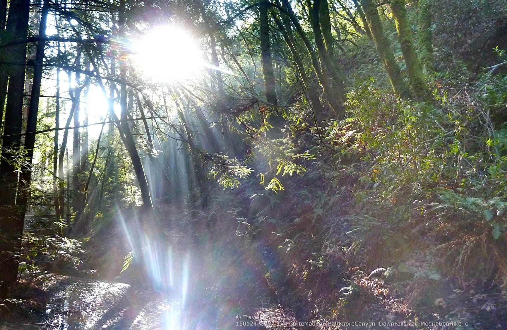 Dramatic sunbeams pierce through a dense, dark forest with ferns and tall trees.