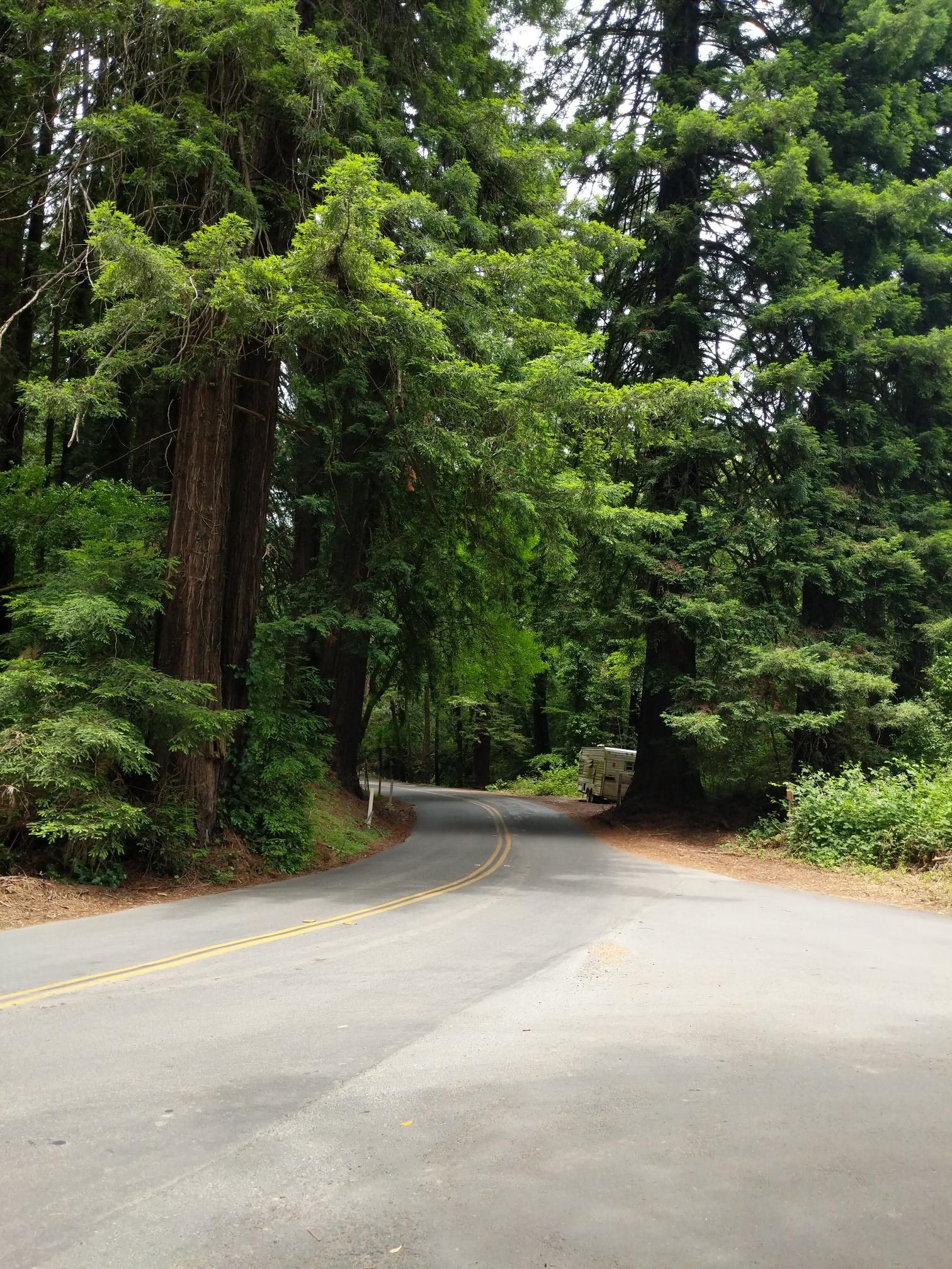 Winding paved road through a dense forest of tall evergreen trees.