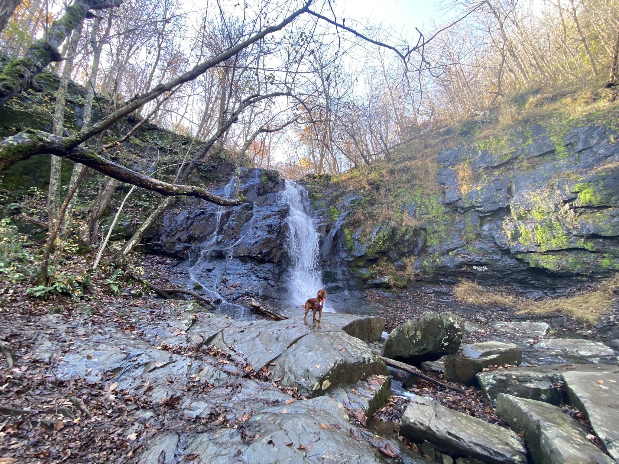 A dog stands on rocks at the base of a tall waterfall.