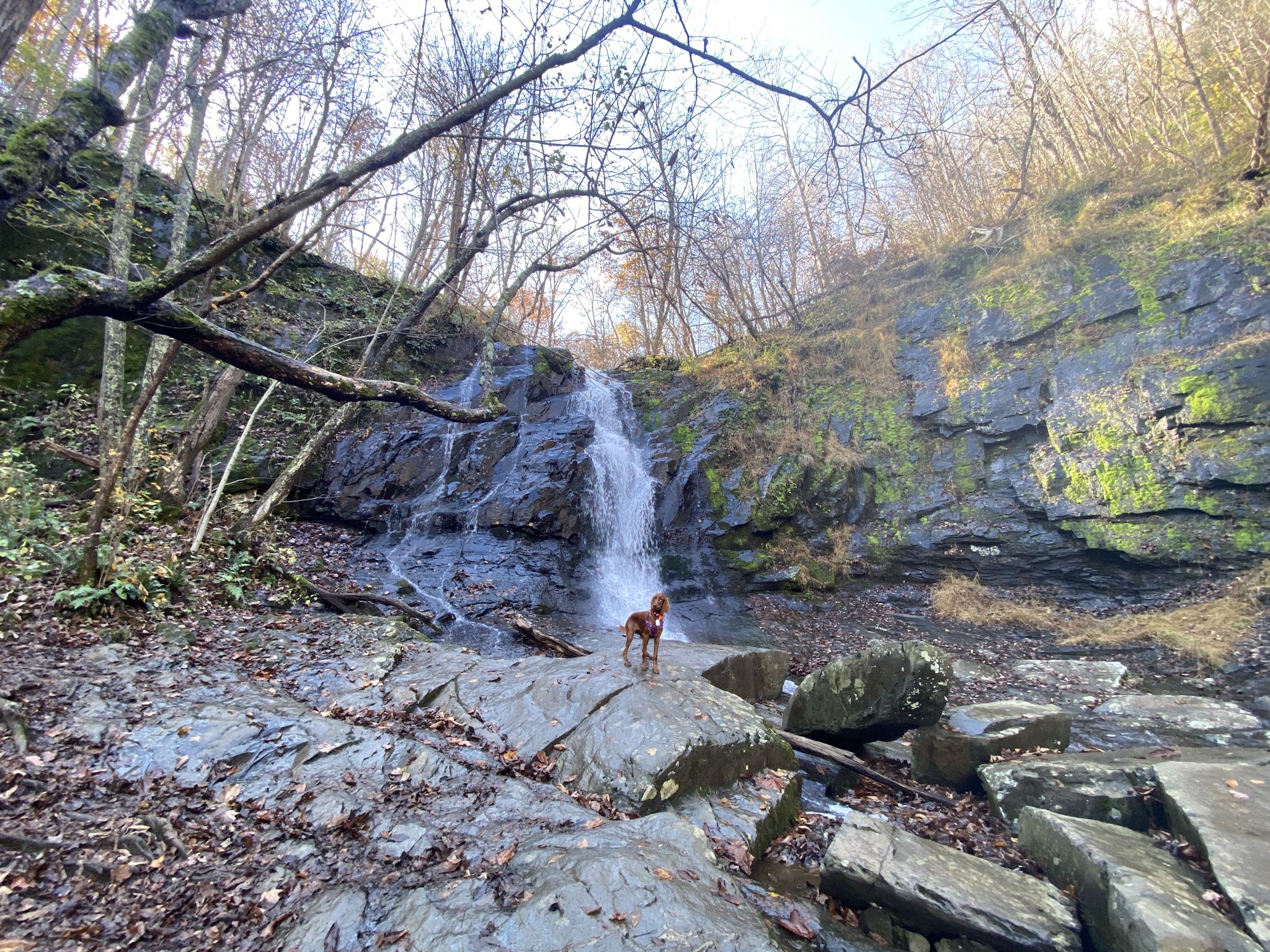 A dog stands on rocks at the base of a tall waterfall. - Jones Run Trail