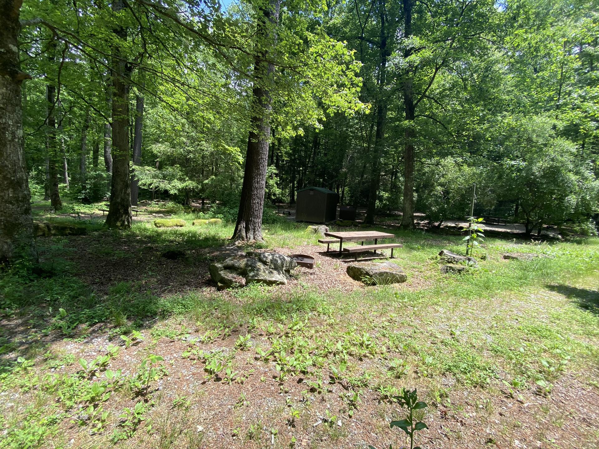 A picnic table in a sunny forest clearing with tall trees.