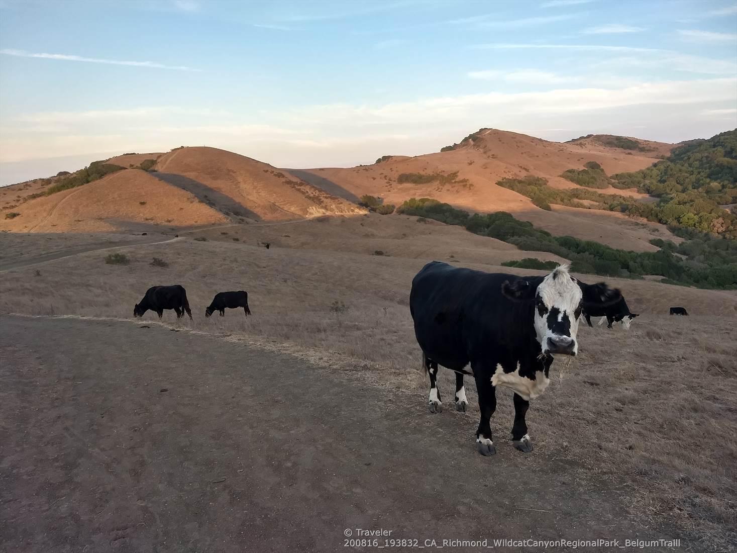 Black and white cows graze on a dry, golden hillside under a clear sky.