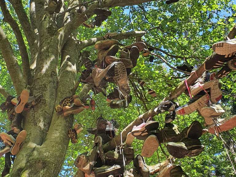 Der Schuhbaum: Mountainbike-Touren und -Trails | komoot