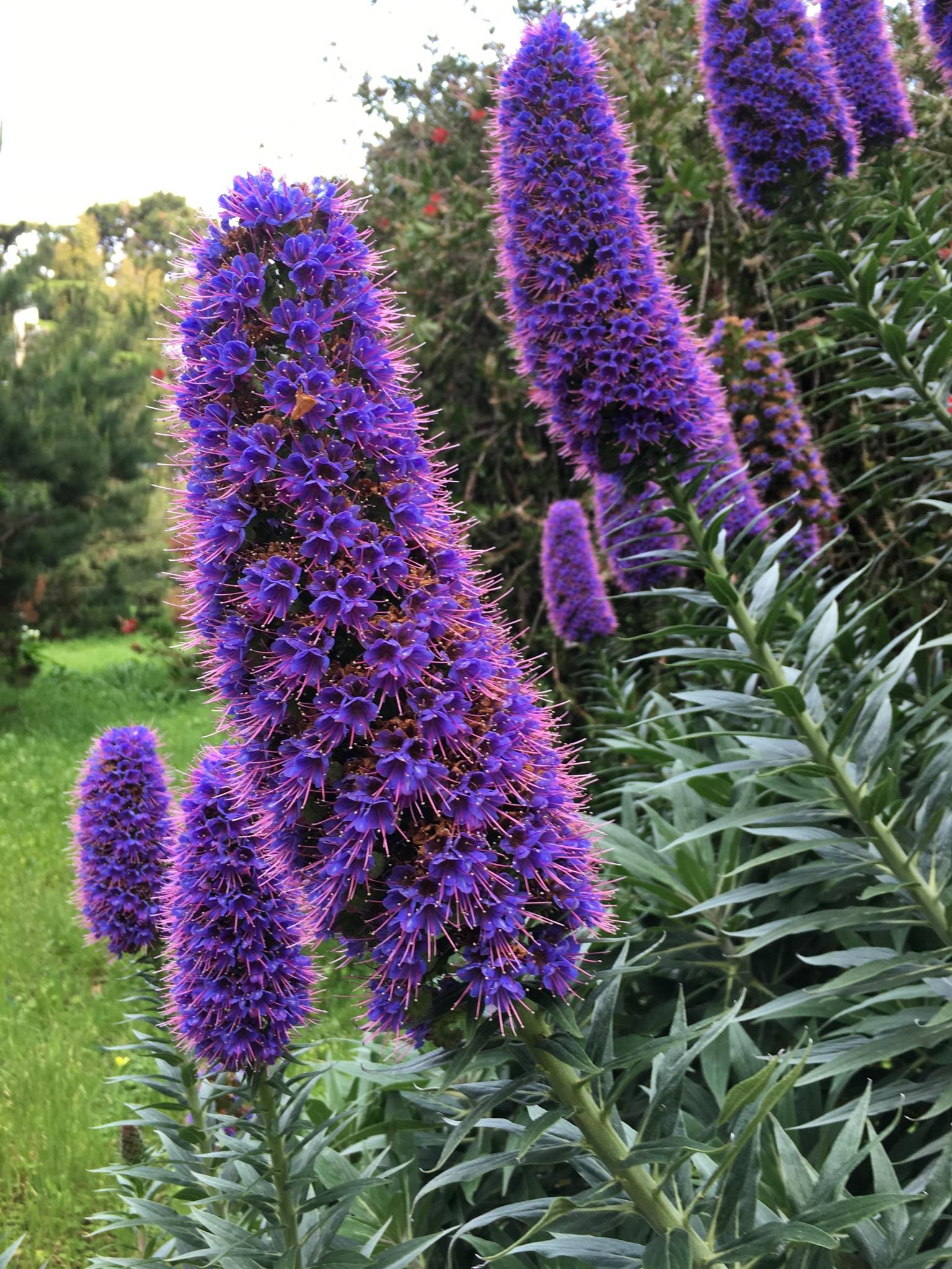Close-up of vibrant purple spiky flowers with green foliage in soft light.