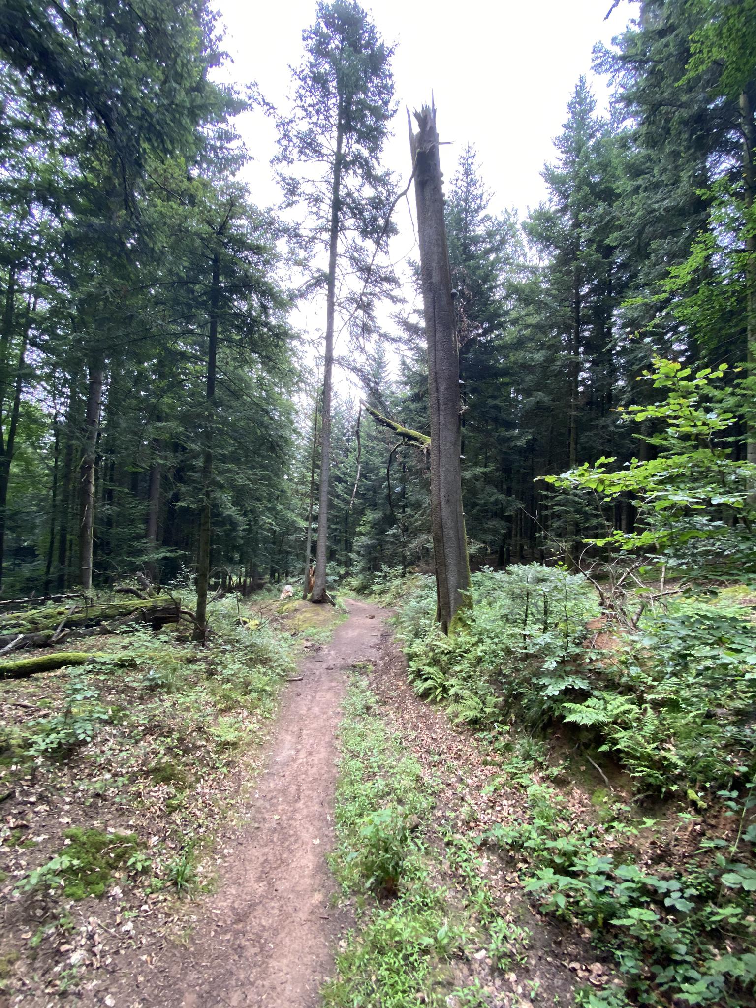 Schöner Ausblick Ins Murgtal – Mahlbergturm Runde Von Freiolsheim ...