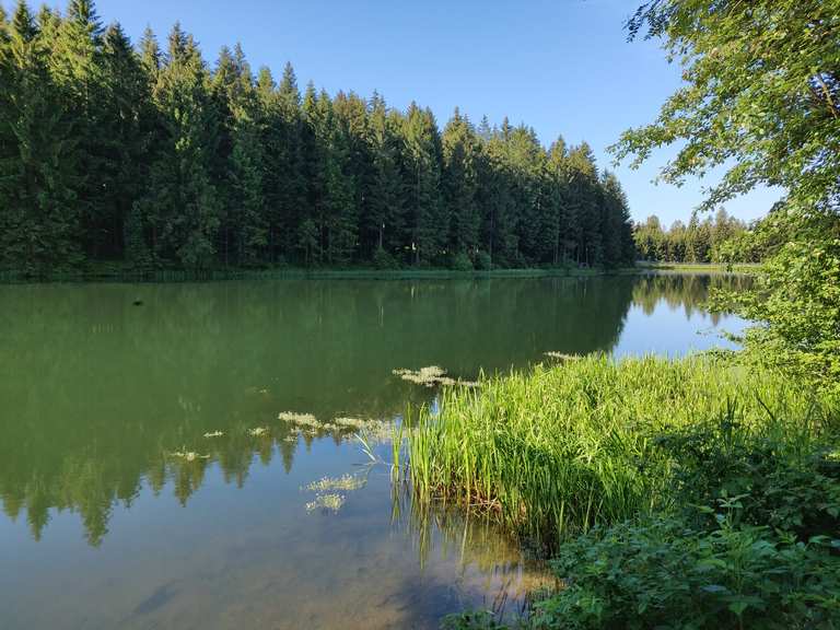 Kuttelbacher Teich Harz, Deutschland Wandertipps & Fotos Komoot