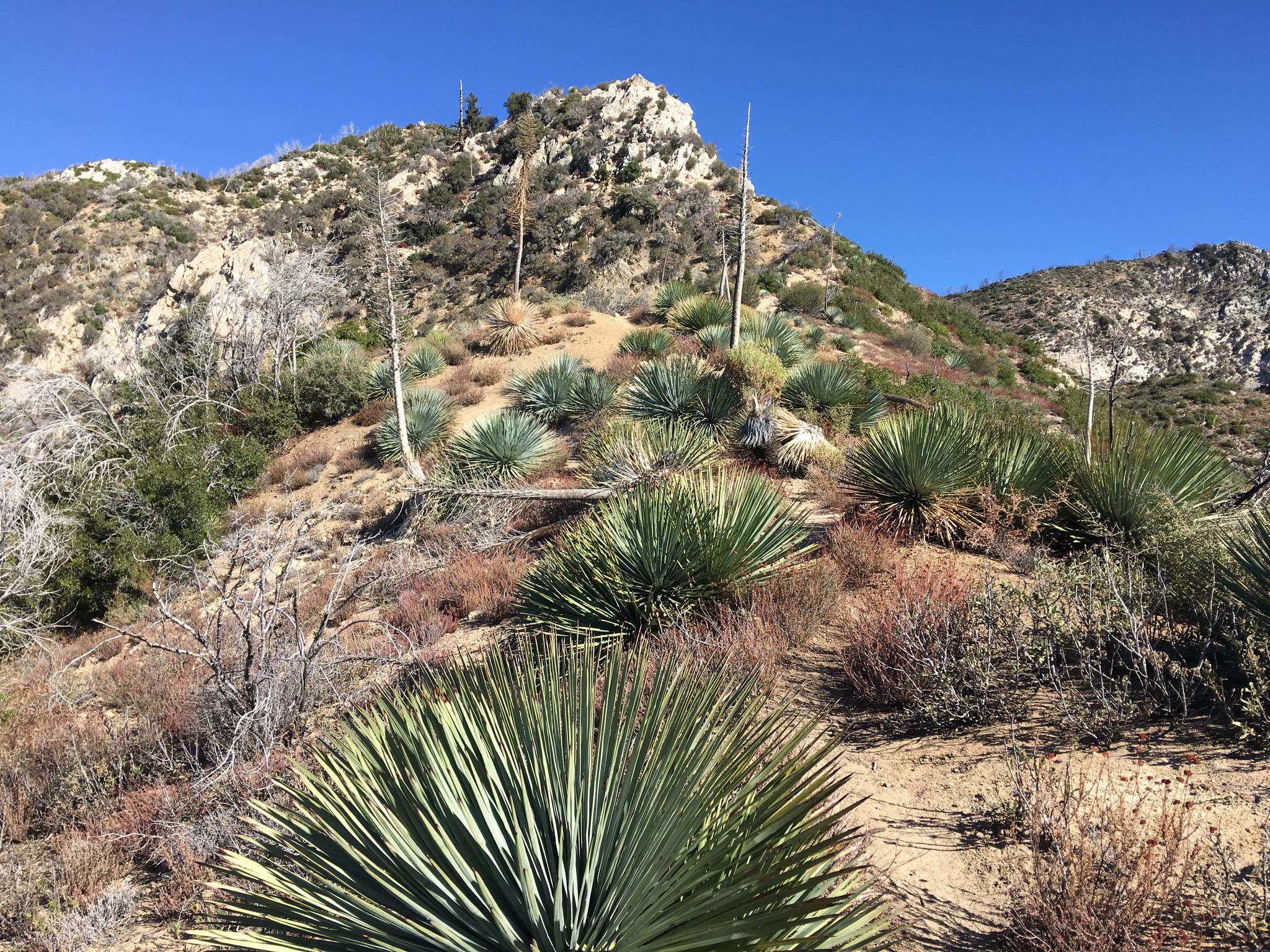 Sunny hillside covered in spiky yucca and agave plants under a clear sky.