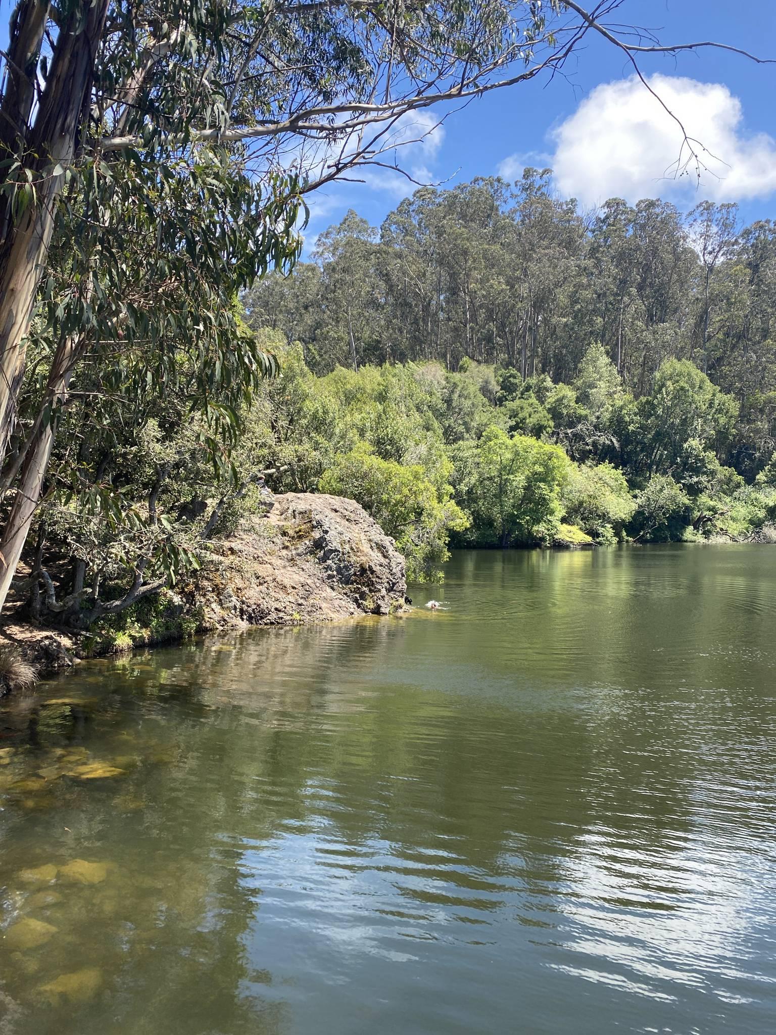 Calm lake with rocky bank and lush green trees under bright sunlight.