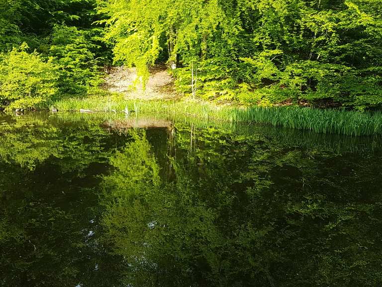 Auringer Weiher Wanderungen und Rundwege komoot