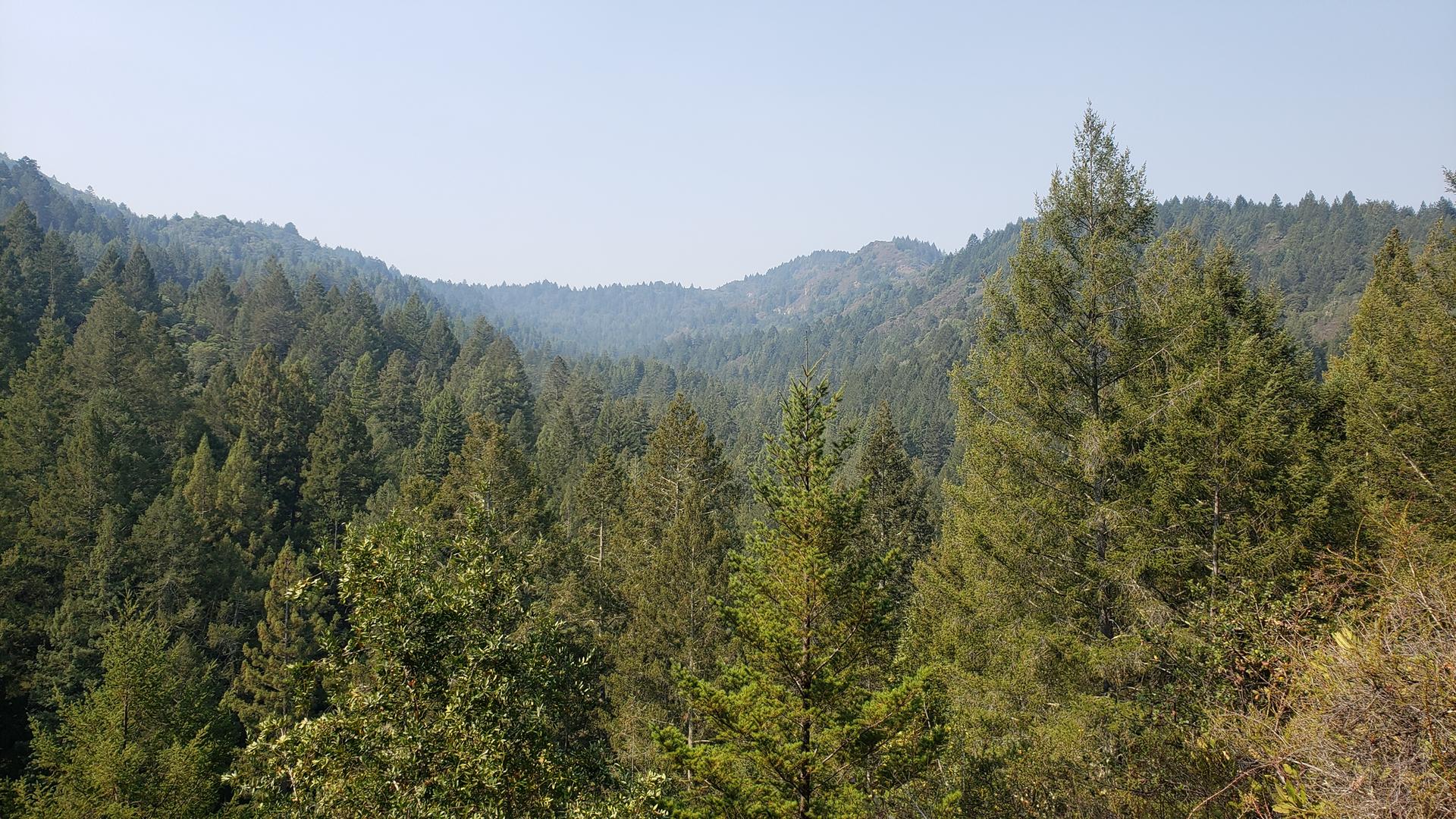 Vast evergreen forest covers rolling hills under a hazy sky.