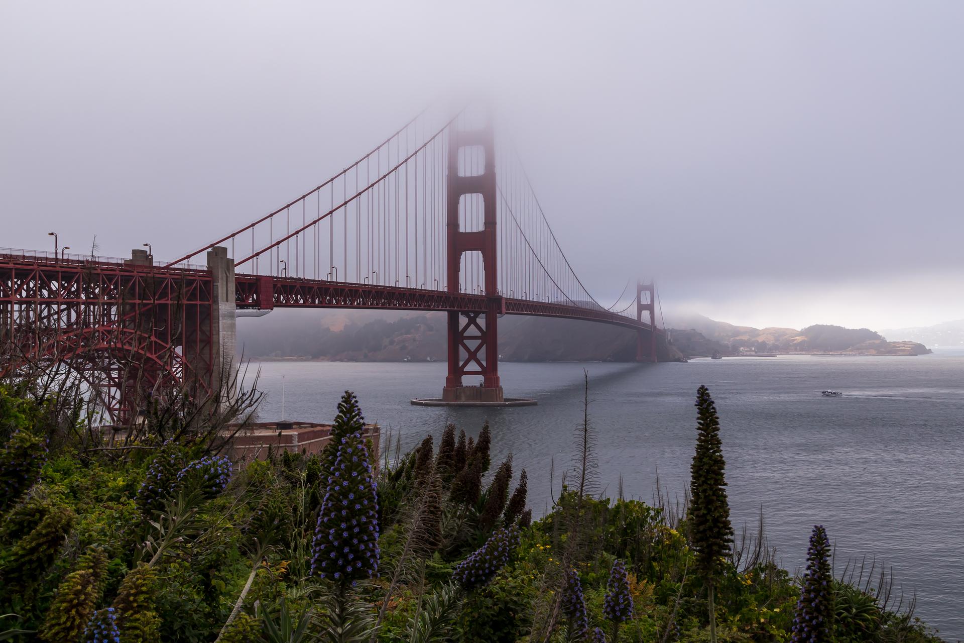 Red bridge partially obscured by fog over water, with green plants in foreground.