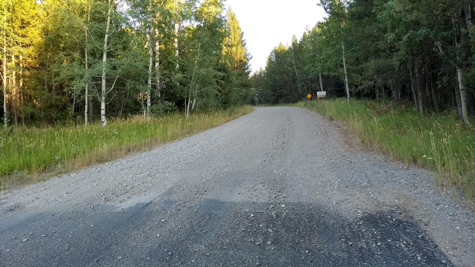 A gravel road winds through a sunlit forest with tall trees.