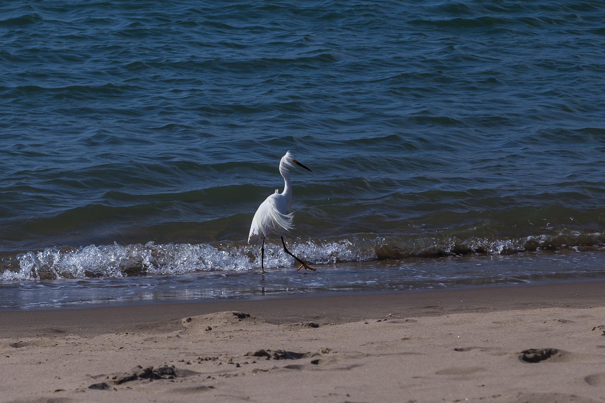 White egret walking on a sandy beach with blue water and small waves.