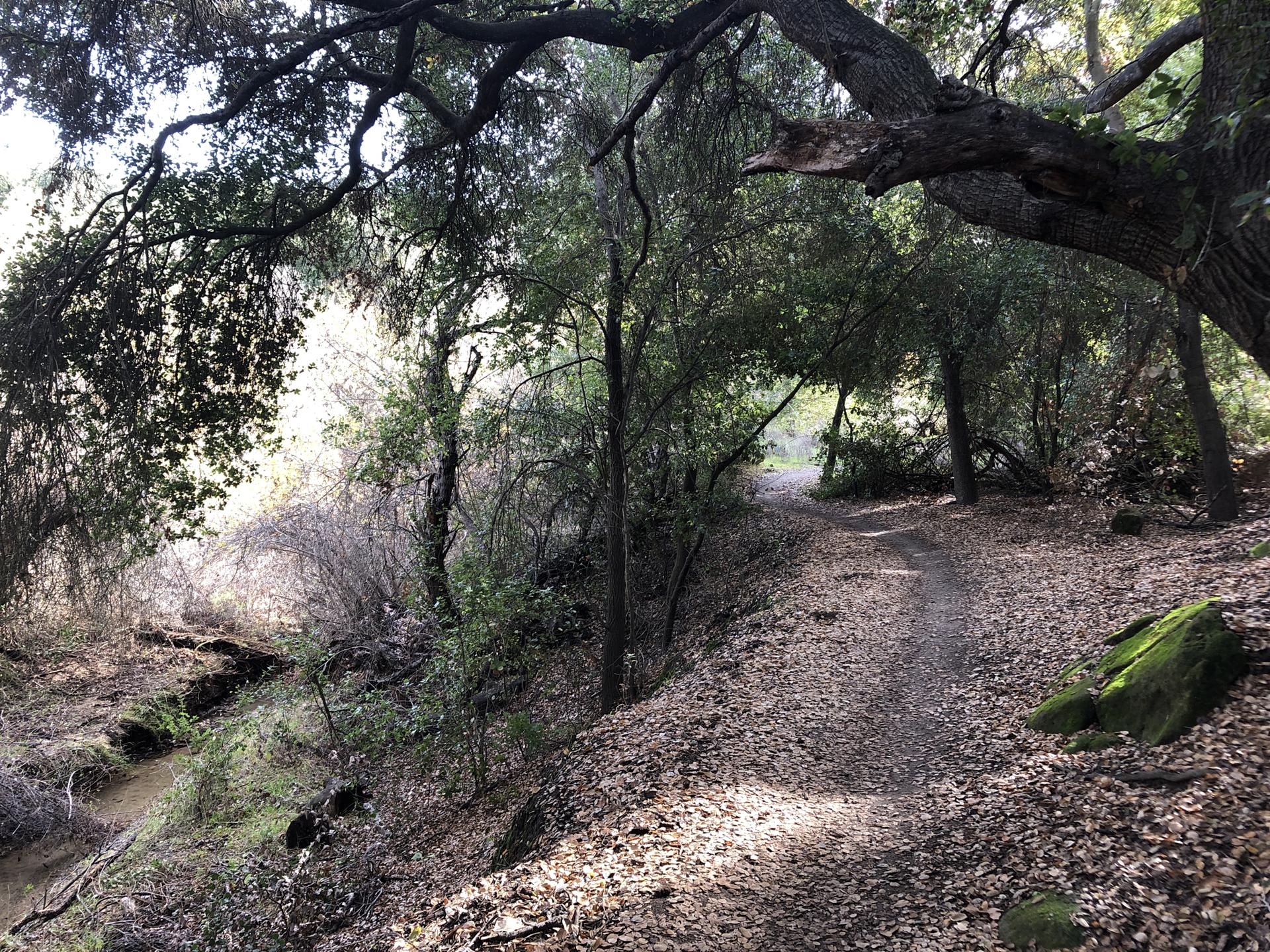 Shaded dirt path winding through a dense forest with dappled sunlight.