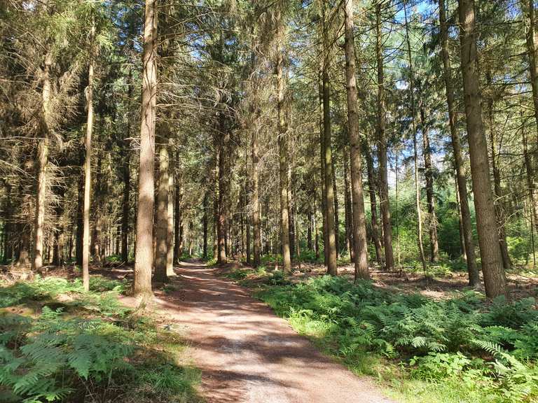 Holtwicker Wachholderheide WaldTrail Runde von Haltern am See