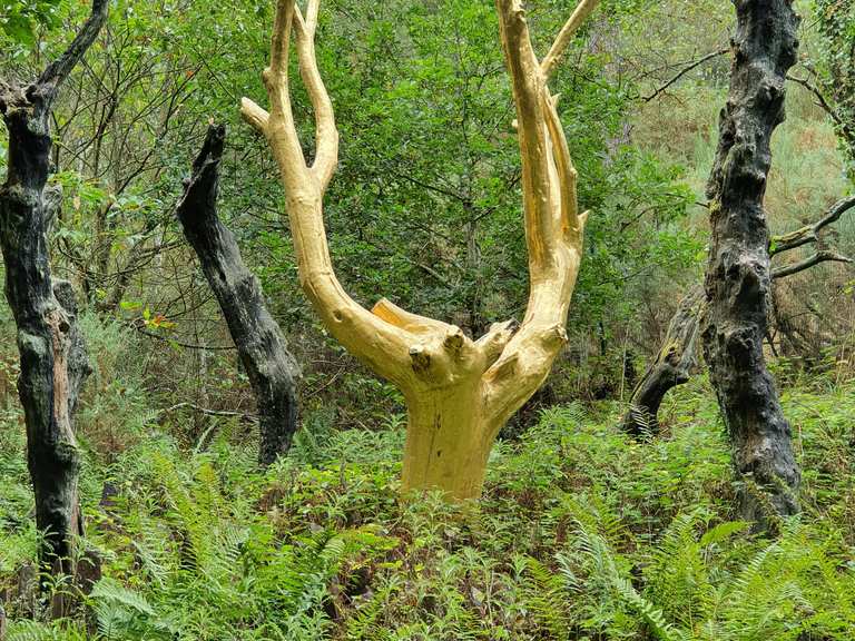 The Golden Tree of Brocéliande Forest in Brittany